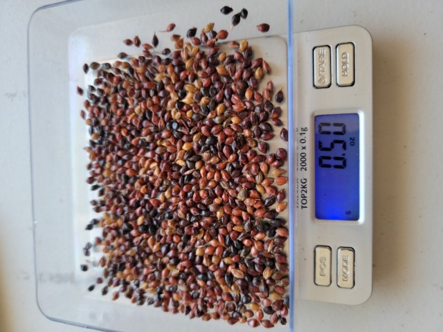 .50oz Broomcorn seeds on digital scale - sorghum Bicolor from Sorghum & Leather