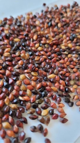 Detail of Broomcorn seeds - sorghum Bicolor from Sorghum & Leather